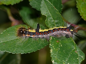 Acronicta psi Raupe