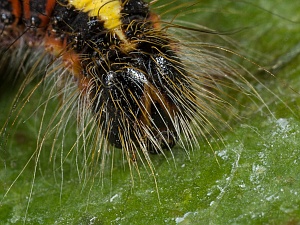 Acronicta psi Raupe