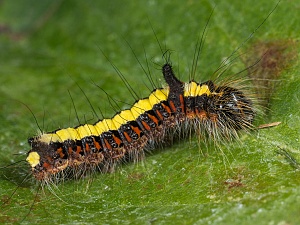 Acronicta psi Raupe