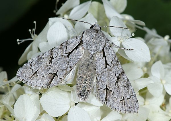 Acronicta psi