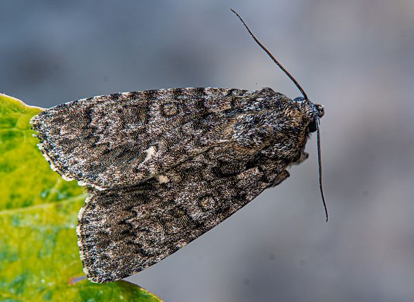 Acronicta rumicis