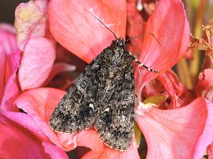 Acronicta rumicis