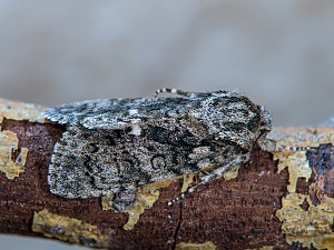 Acronicta rumicis