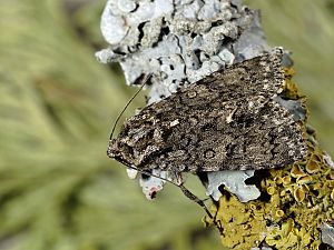 Acronicta rumicis