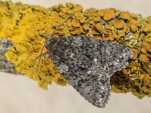 Acronicta rumicis