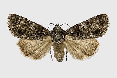 Acronicta rumicis