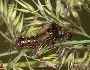 Acronicta rumicis Raupe