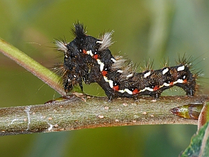 Acronicta rumicis Raupe