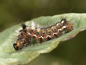 Acronicta rumicis Raupe