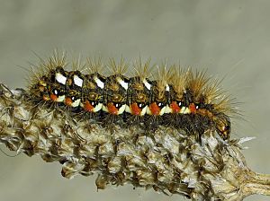 Acronicta rumicis Raupe