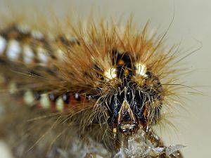 Acronicta rumicis Raupe