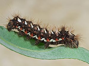 Acronicta rumicis Raupe