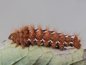 Acronicta rumicis Raupe