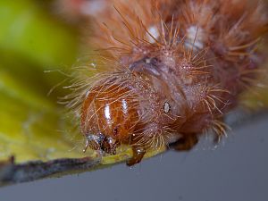 Acronicta rumicis Raupe