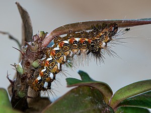 Acronicta rumicis Raupe