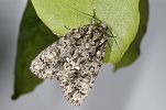 Acronicta rumicis