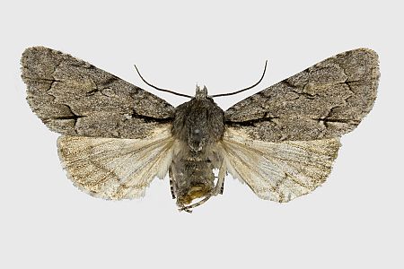 Acronicta tridens