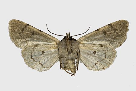 Acronicta tridens