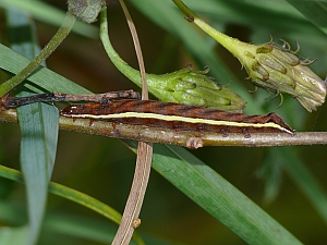 Actinotia polyodon Raupe