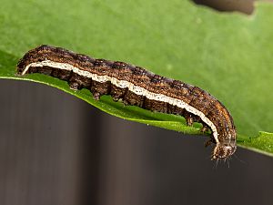 Actinotia polyodon