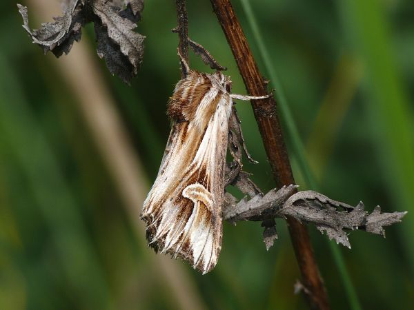 Actinotia polyodon