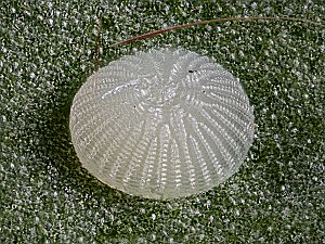 Aedia funesta