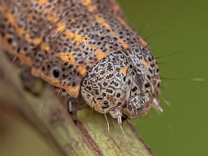 Aedia funesta