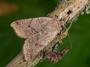 Agrochola laevis