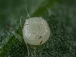 Agrochola litura