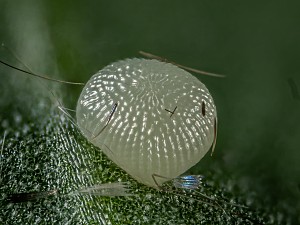 Agrochola litura