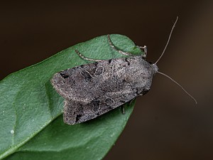 Agrochola litura