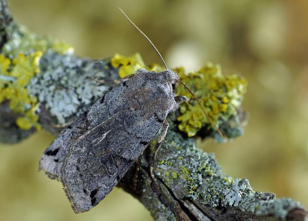 Agrochola litura