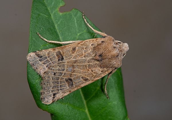 Agrochola lunosa