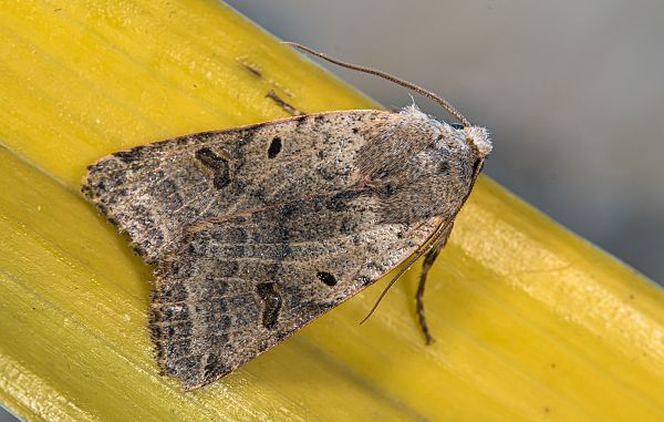 Agrochola lychnidis - Vernderliche Herbsteule