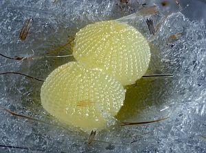 Agrochola macilenta