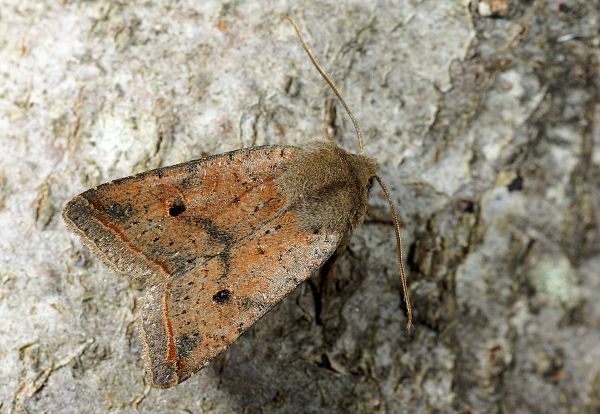 Agrochola macilenta