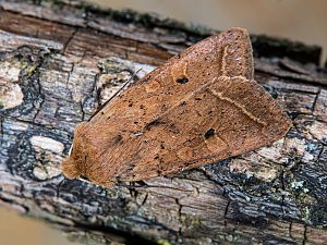 Agrochola macilenta