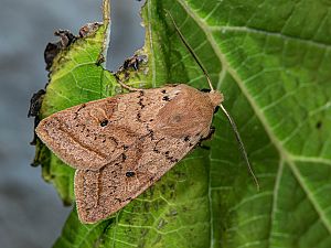 Agrochola macilenta