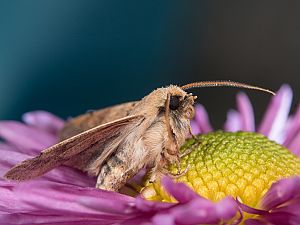 Agrochola macilenta