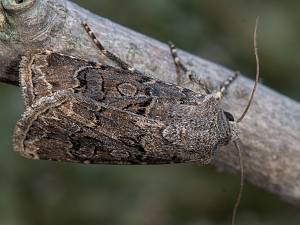 Agrotis bigramma