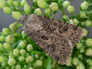 Agrotis bigramma