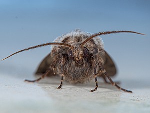 Agrotis cinerea