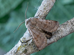 Agrotis cinerea