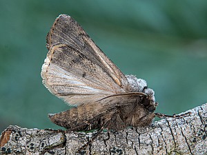 Agrotis cinerea