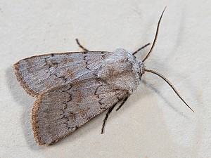 Agrotis cinerea