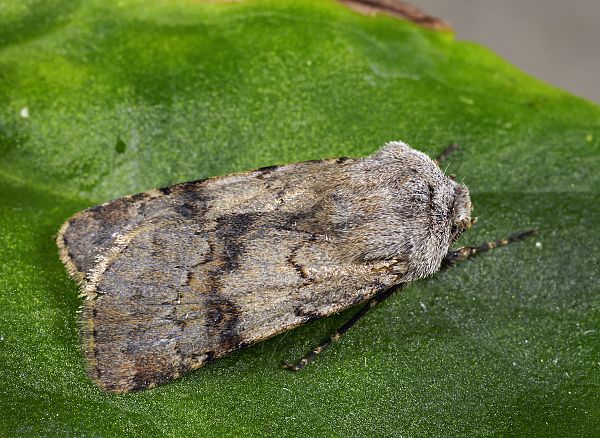 Agrotis cinerea