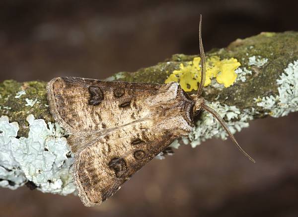 Agrotis clavis