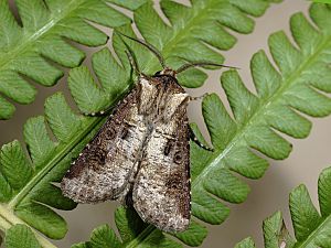 Agrotis clavis