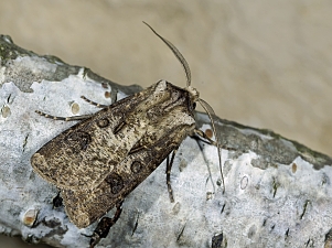 Agrotis clavis