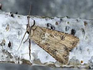 Agrotis clavis